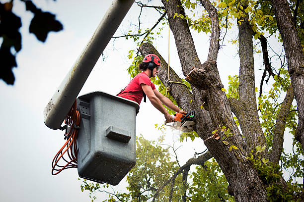 Professional Tree Removal and Landscaping Services in Brielle, NJ